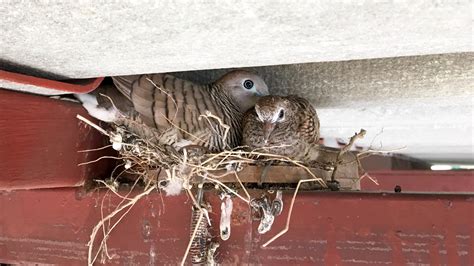 how to prevent birds from nesting in electrical boxes|how to prevent birds from power lines.